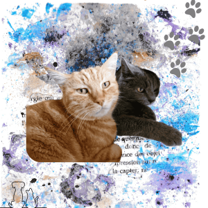 Chats illustrant le lien entre l’humain et l’animal dans les soins énergétiques et la communication animale